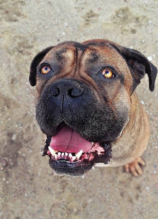 Pimpek vel Ajax przesyła pozdrowienia